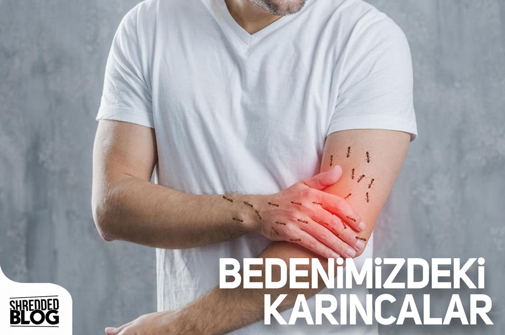 Bedenimizdeki Karıncalar main blog image