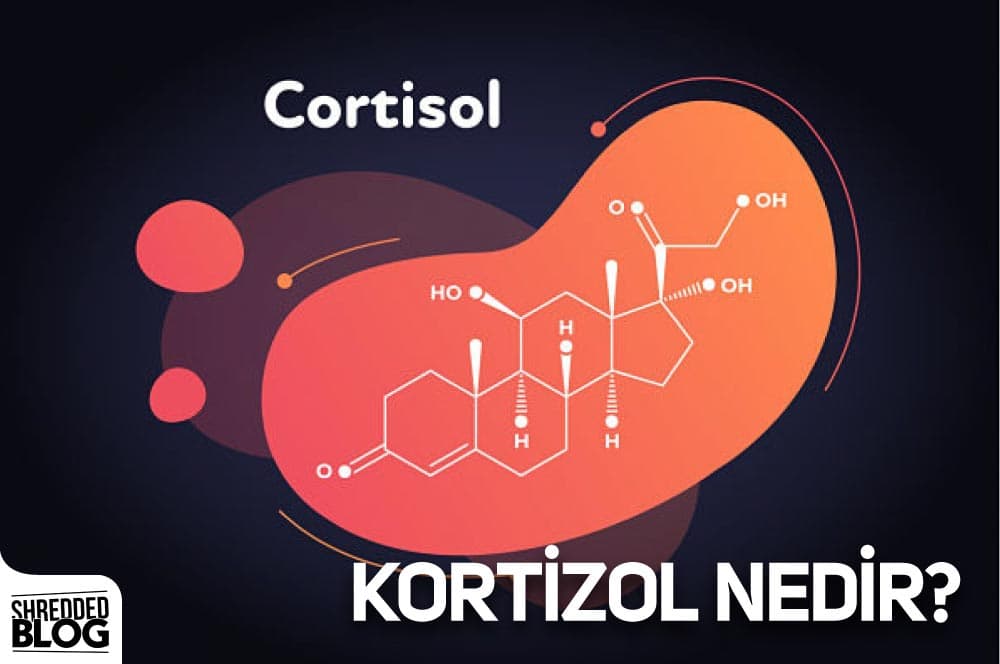 Kortizol Nedir? main blog image