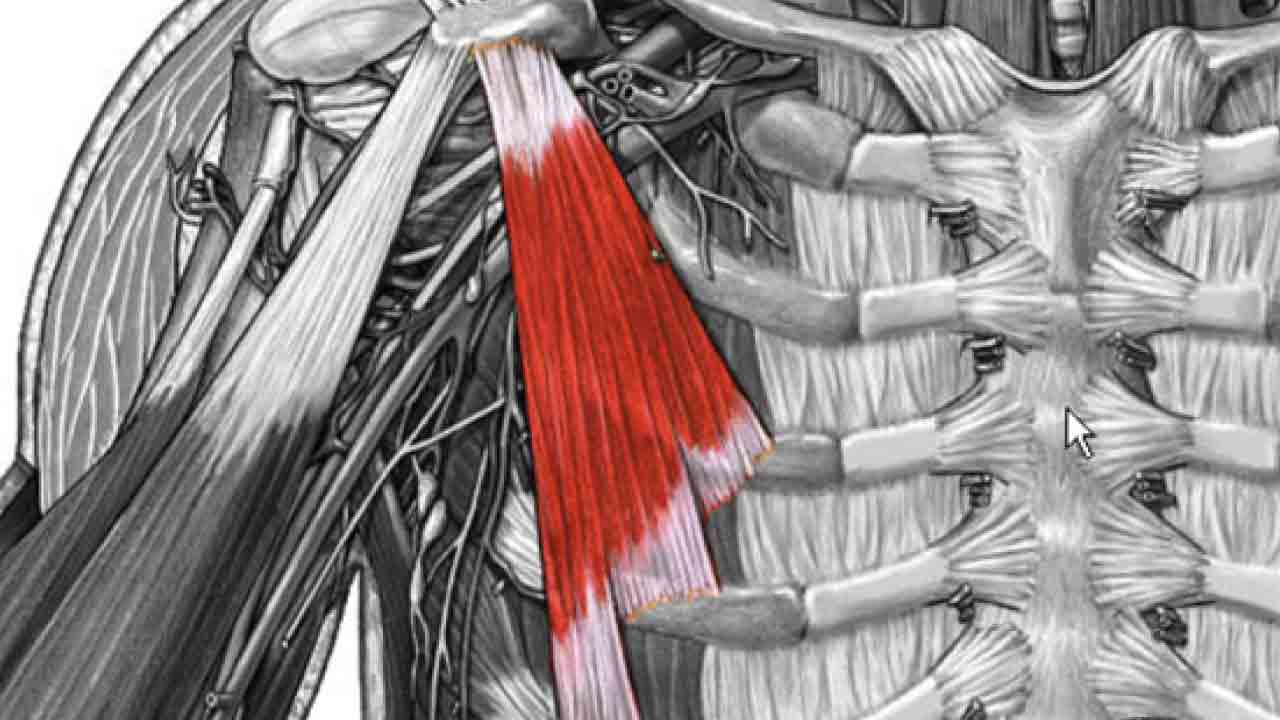 Göğüs-Kaslarını-Büyütmek-Ve-Göğüs-Hareketleri-11(1)
