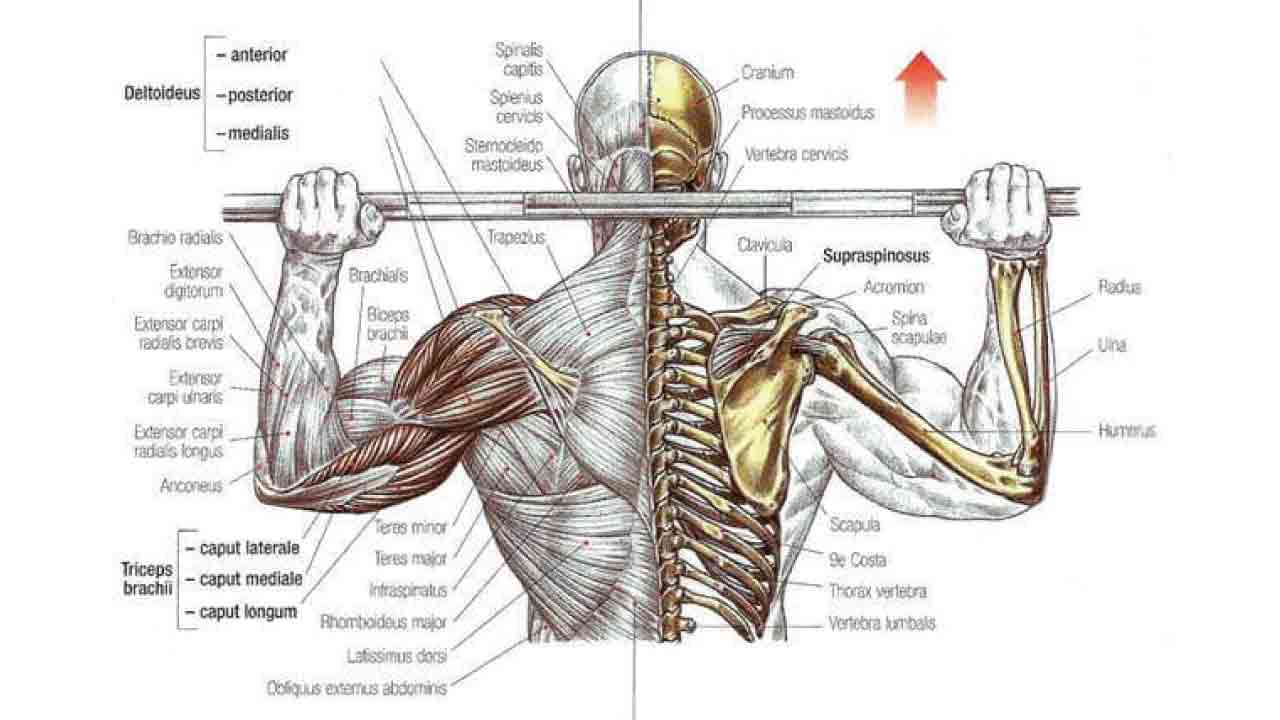 Behind the Neck Press