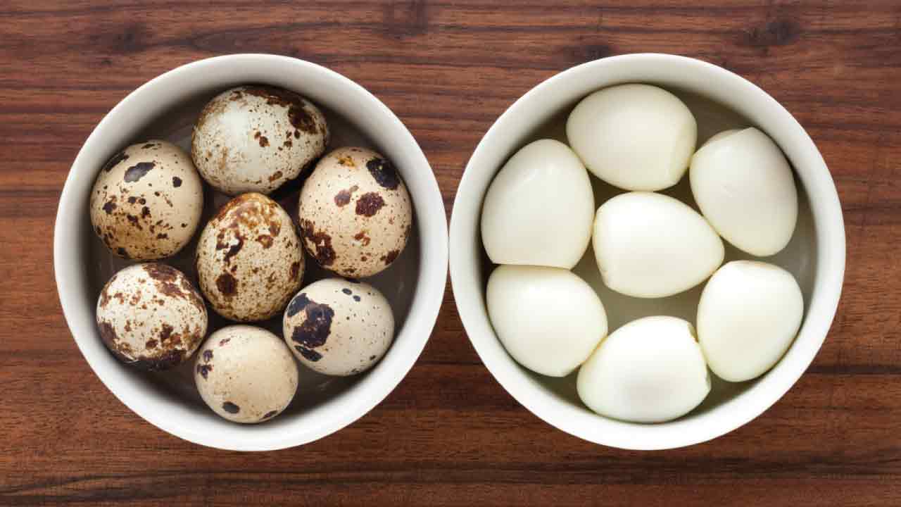 bildircın_yumurtasi_2