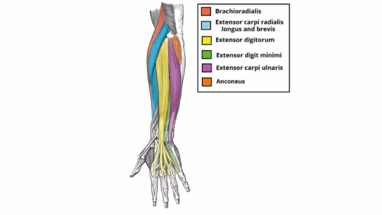 bilek kasi anatomisi ve gelisimi shredded brothers