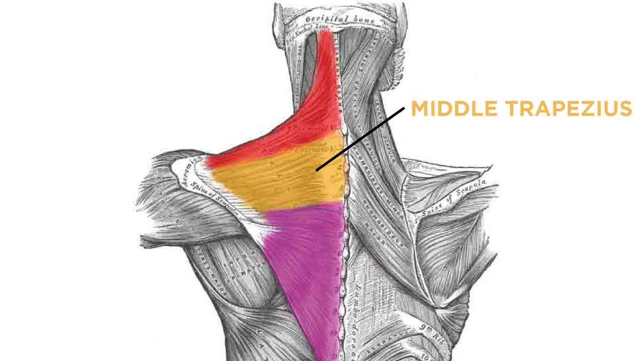 doğru-formla-trapez-hareketleri-6