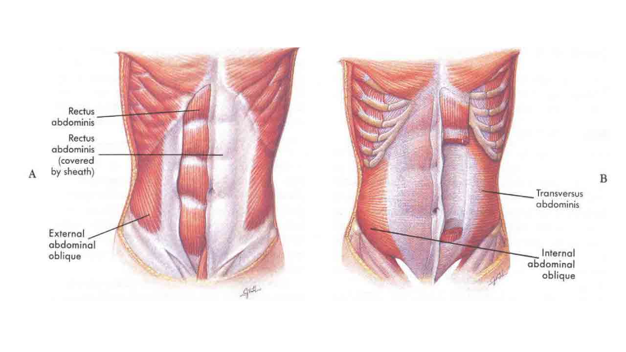 Сильные мышцы живота. М. rectus abdominis. Поперечная мышца живота (m. transversus abdominis). M rectus abdominis функции. Rectus abdominis мышца.