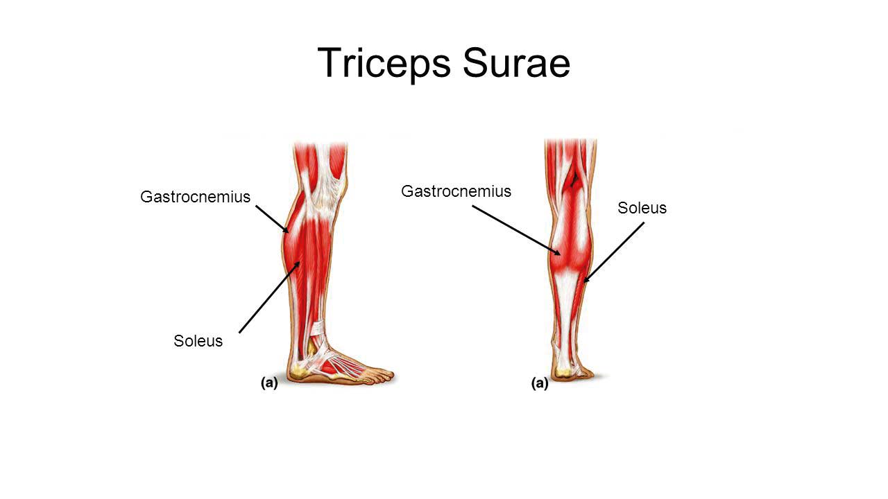 Почему забиваются ноги. Трехглавая мышца голени m. Triceps surae. M gastrocnemius мышца. Голень ноги. Голень и стопа.