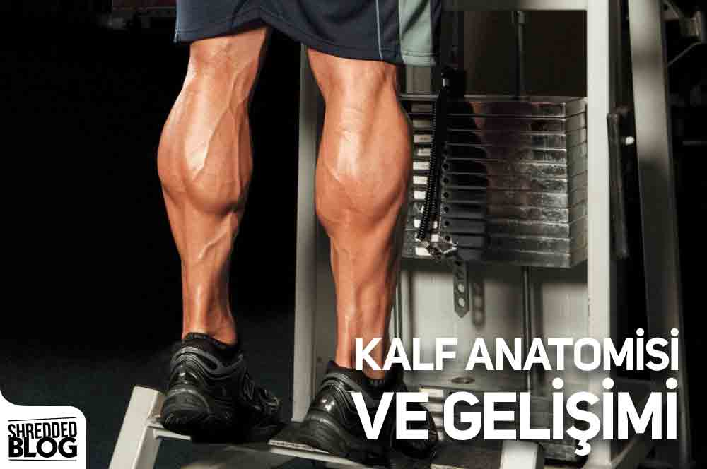 Kalf Anatomisi Ve Gelişimi main blog image